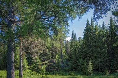 iğne yapraklı orman ve çayır güneşli gün yaz peyzaj