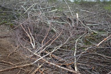 hurricane.cleaning etkileri ortadan kaldırarak kesilen ağaçlar sawed ağaç dalları yakın çekim