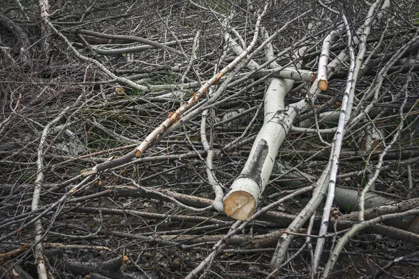 Odstranění Důsledků Hurricane Cleaning Pokácené Stromy Řezali Strom Větví Detail — Stock fotografie