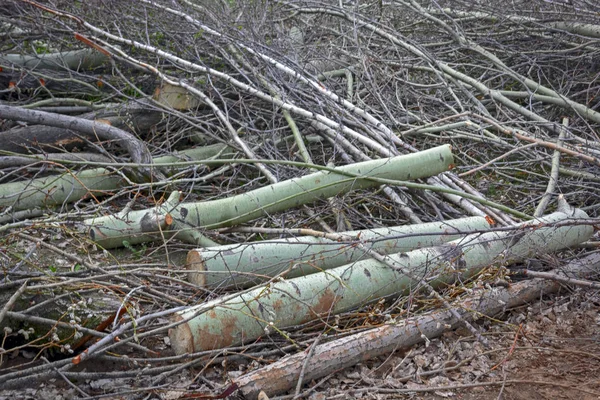 Eliminating Effects Hurricane Cleaning Felled Trees Sawed Tree Branches Close — Stock Photo, Image