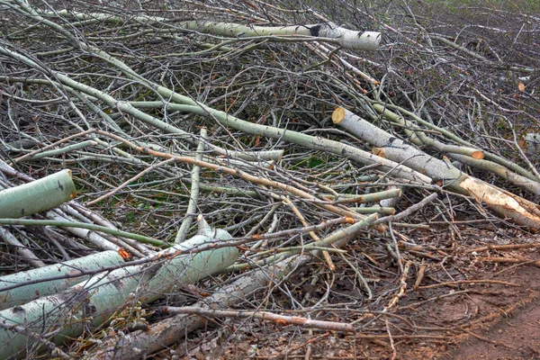 Hurricane Cleaning Etkileri Ortadan Kaldırarak Kesilen Ağaçlar Sawed Ağaç Dalları — Stok fotoğraf