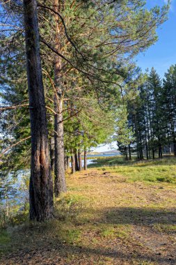 Renkli ağaçlar ve pacturesque gökyüzü güzel sonbahar orman suya yansıyan. Sonbahar Doğa Manzara.