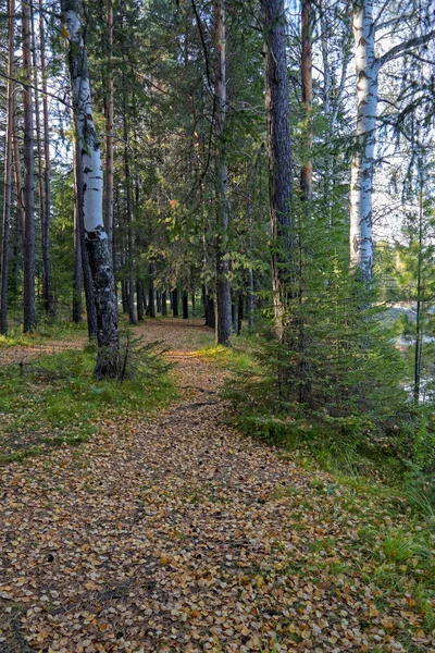 Mooie Herfst Bos Met Kleurrijke Bomen Pacturesque Lucht Wordt Weerspiegeld — Stockfoto