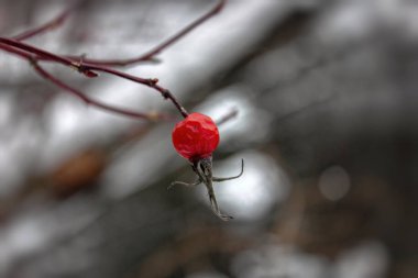 bulanık arka plan yakın çekim karşı kışın Kuşburnu çilek kurutulmuş