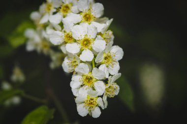 Doğal görüntü arka plan karşı kuş kiraz çiçeği yakın çekim.