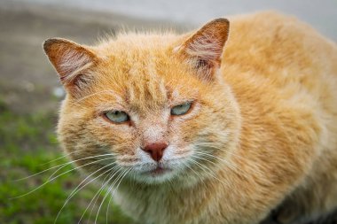 Portrait of a happy red cat cllose-up