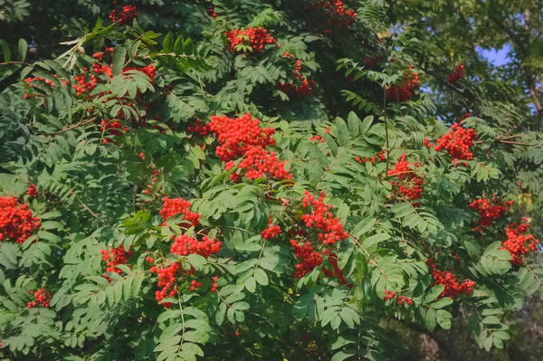 Spazzole Rosso Sorbo Maturo Uno Sfondo Foglie Verdi Sui Rami — Foto Stock