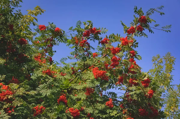 Pinsel Aus Roter Reifer Eberesche Auf Grünem Laubgrund Den Zweigen — Stockfoto