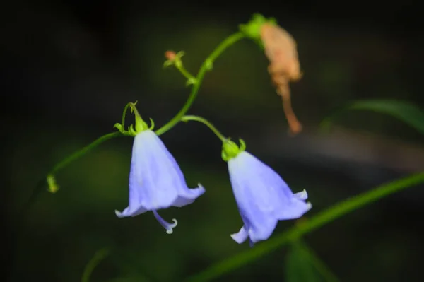 Niebieskie Kwiaty Las Dzwony Niewyraźne Tło Zbliżenie — Zdjęcie stockowe