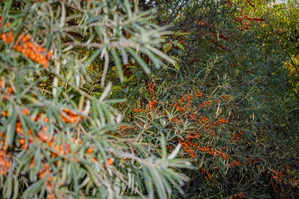 Rami Foresta Selvatica Olivello Spinoso Con Frutti Maturi — Foto Stock