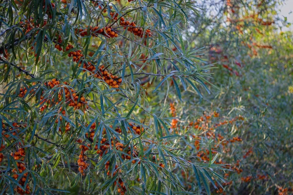 branches of wild forest sea buckthorn with ripe fruits