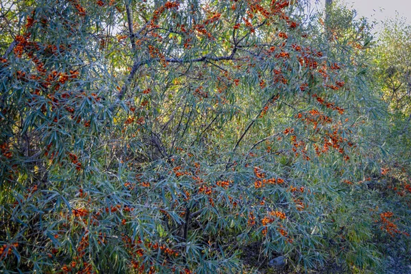 branches of wild forest sea buckthorn with ripe fruits