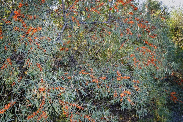 branches of wild forest sea buckthorn with ripe fruits
