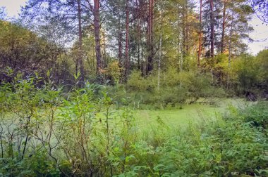 Güzel sonbahar orman sahne ile altın yapraklar illumining sıcak ışık ışınları