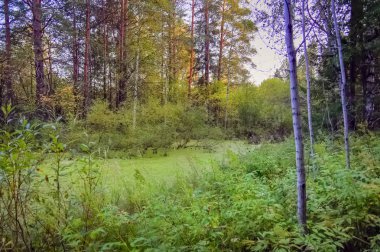 Güzel sonbahar orman sahne ile altın yapraklar illumining sıcak ışık ışınları
