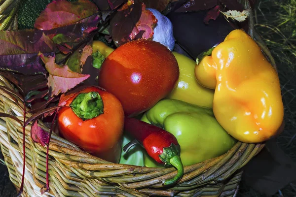 Καλάθι Φρέσκα Λαχανικά Υπόβαθρο Της Φύσης Γκρο Πλαν — Φωτογραφία Αρχείου
