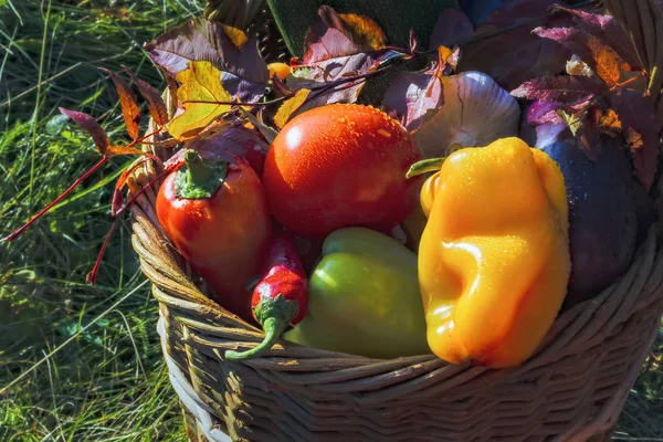クローズ アップ自然の新鮮な野菜の背景付きバスケット — ストック写真