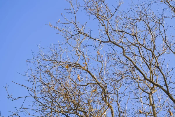 Çıplak ağaç dalları mavi gökyüzü karşı erken baharda.
