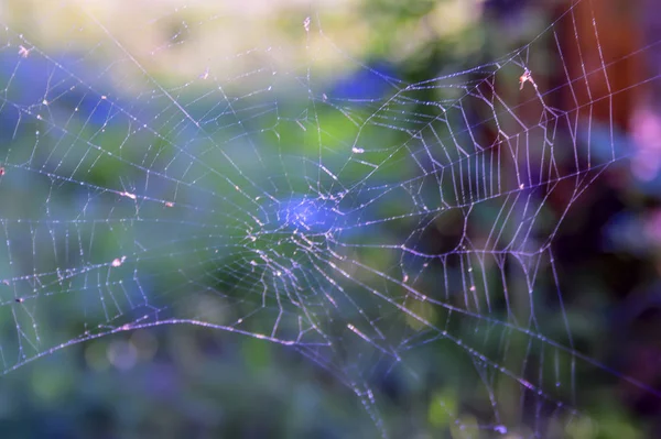 Cobweb on blurred background close-up. Abstract and Art Close up Cobweb with bokeh