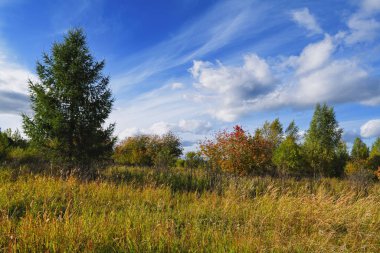 Büyülü sonbahar Forrest. Renkli sonbahar yaprakları. Romantik arka plan. Gün batımından önce yapraklara.