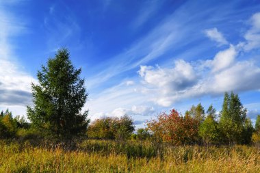 Büyülü sonbahar Forrest. Renkli sonbahar yaprakları. Romantik arka plan. Gün batımından önce yapraklara.