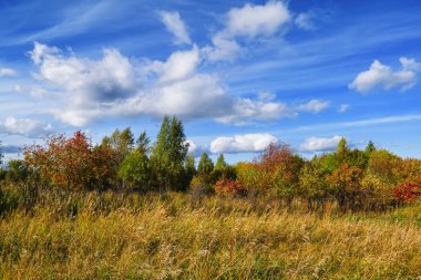 Büyülü sonbahar Forrest. Renkli sonbahar yaprakları. Romantik arka plan. Gün batımından önce yapraklara.