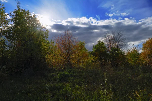 Magical Autumn Forrest Folhas Outono Coloridas Contexto Romântico Raios Solares — Fotografia de Stock