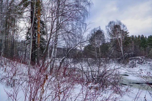 Río Invierno Ramas Árboles Cubiertas Heladas Blancas — Foto de Stock