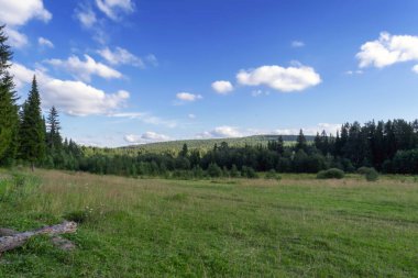 Yaz manzara. güzel iğne yapraklı orman sıcak akşam ışık görünümünden