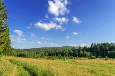 Yaz manzara. güzel iğne yapraklı orman sıcak akşam ışık görünümünden