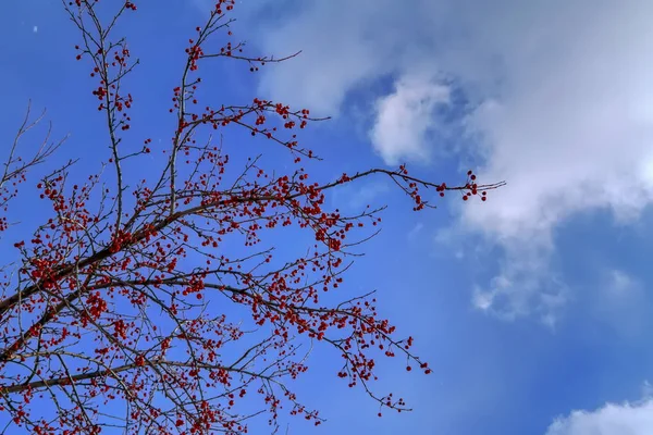Δέντρα Χωρίς Φύλλα Χειμώνα Μια Μέρα Γαλάζιο Του Ουρανού Γυμνά — Φωτογραφία Αρχείου