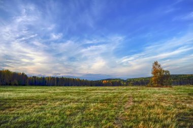 Sonbahar Orman ve günbatımı fon karşı çarpık çayır.
