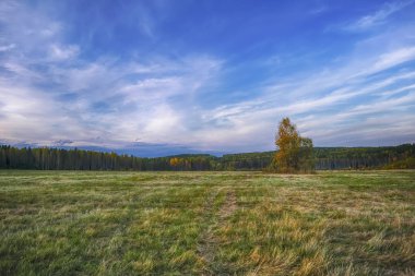 Sonbahar Orman ve günbatımı fon karşı çarpık çayır.