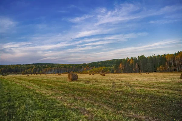 Prairie Asymétrique Dans Contexte Forêt Automne Coucher Soleil — Photo