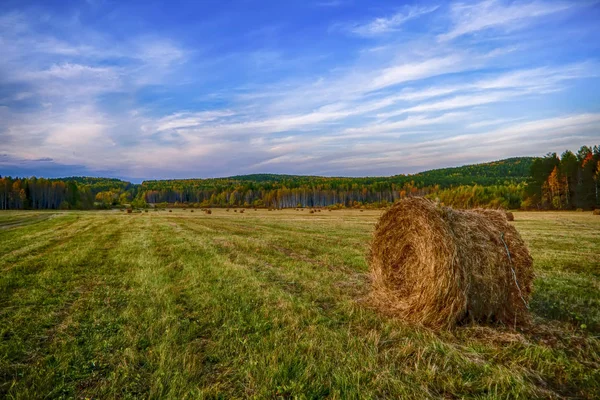 Prairie Asymétrique Dans Contexte Forêt Automne Coucher Soleil — Photo