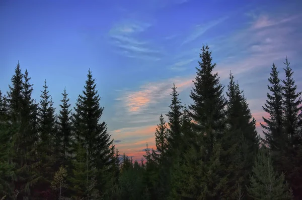 Haut de l'épinette contre le ciel bleu à la lumière du coucher du soleil tôt. Concentration sélective . — Photo