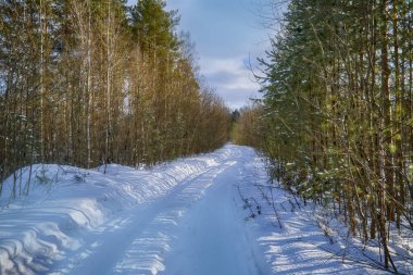 karlı kış orman güneşli bir günde
