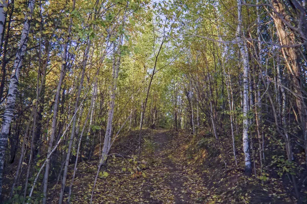 Kvällen hösten björkskog i solljus — Stockfoto