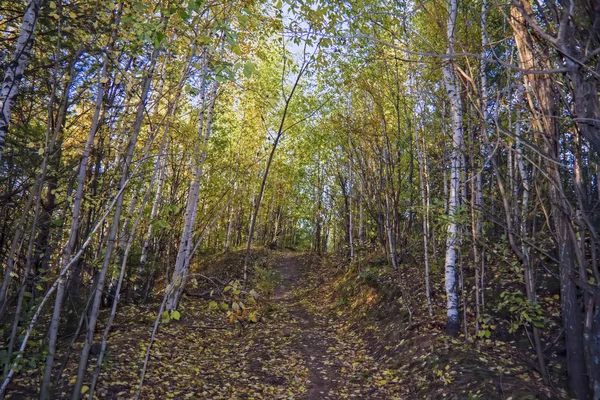 Kvällen hösten björkskog i solljus — Stockfoto