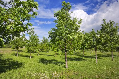Genç meşe groveyoung meşe grove Park güneşli bahar gününde