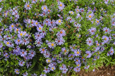 Güzel flowerbed yaz aylarında çiçeklenir