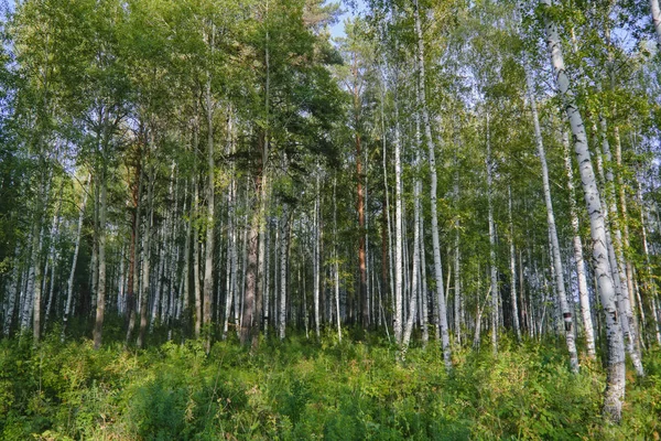 Una giornata estiva ai margini della foresta — Foto Stock