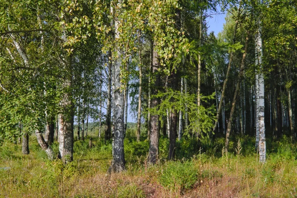 Letni dzień na skraju lasu — Zdjęcie stockowe