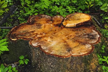 doku testere gövde eski elma ağacı kesmek