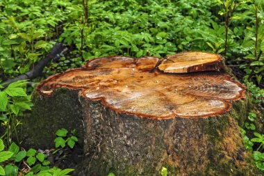 doku testere gövde eski elma ağacı kesmek