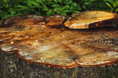 doku testere gövde eski elma ağacı kesmek