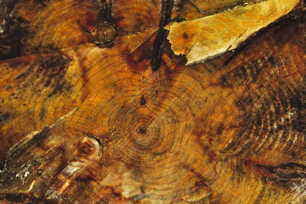Textura sierra tronco viejo manzano —  Fotos de Stock