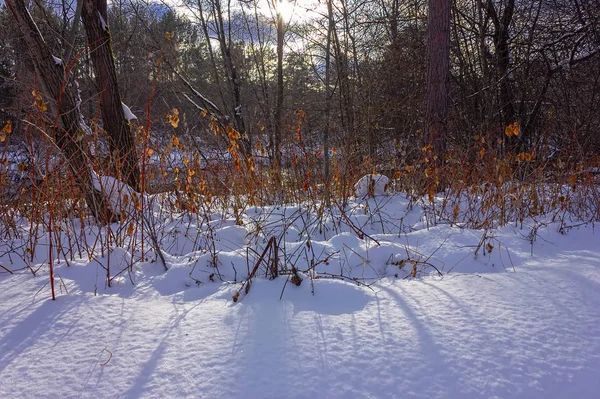 Día soleado en el bosque nevado de invierno — Foto de Stock