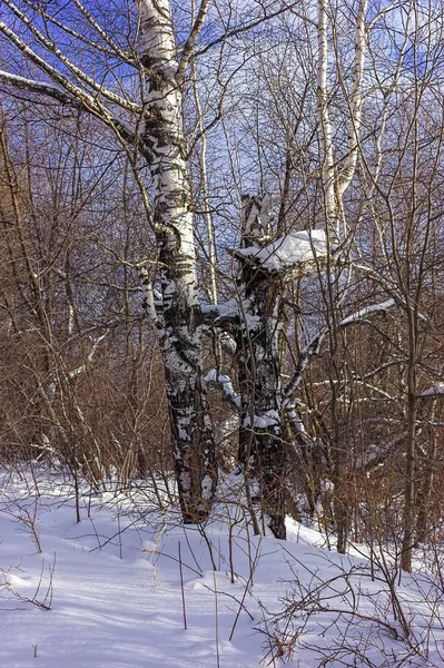 Journée ensoleillée dans la forêt enneigée d'hiver double-iso photo — Photo