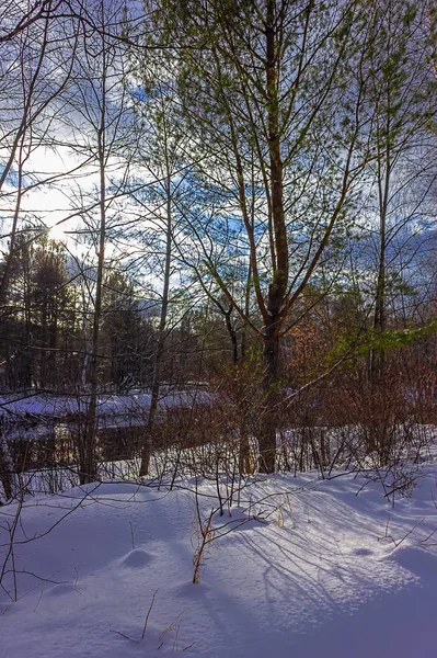 Journée ensoleillée dans la forêt enneigée d'hiver double-iso photo — Photo